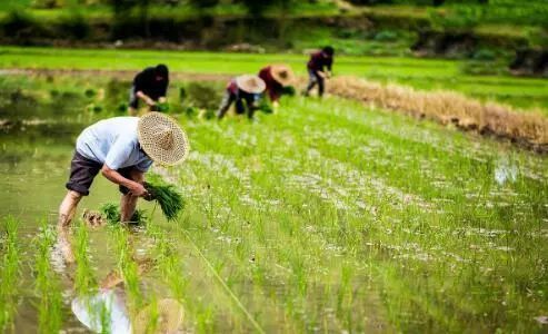 農(nóng)業(yè)消泡劑應(yīng)用場(chǎng)景